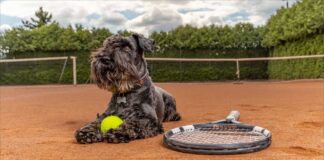 Brazilin tennis ball dog on clay court