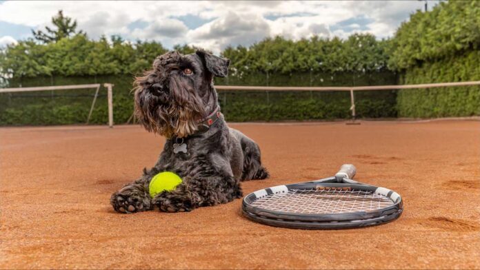 Brazilin tennis ball dog on clay court