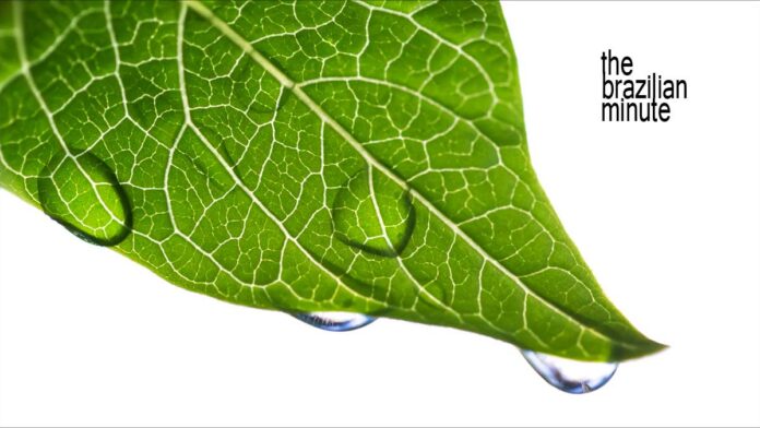 Brazil's low-carbon economy. A grren leaf covered with rain drops.