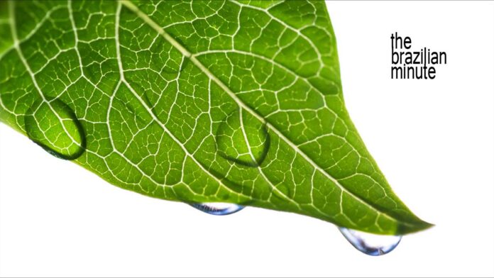 brazilian-minute-low-carbon-economy-01 Brazil's low-carbon economy. A grren leaf covered with rain drops.