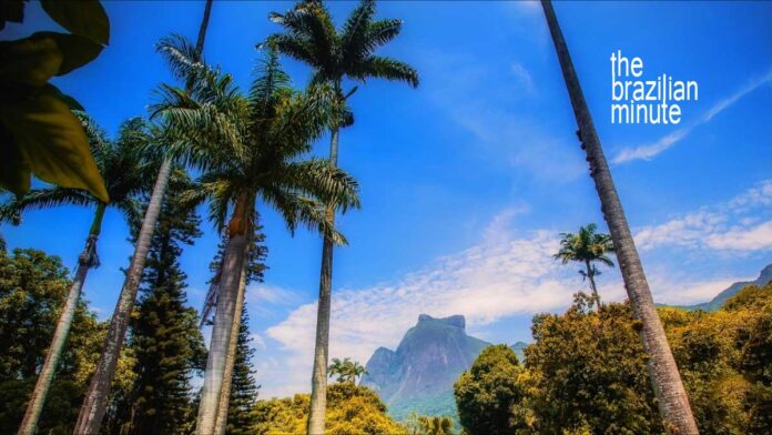 Tall Imperial Palm trees frame a disant view of a flat topped mountain under blue sky.